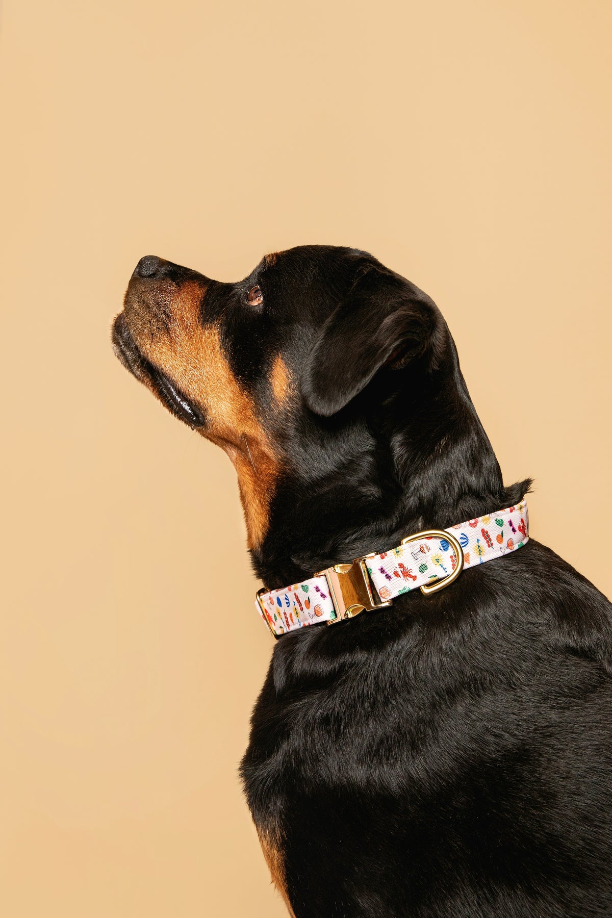Dolce Vita Collar - waterproof fabric