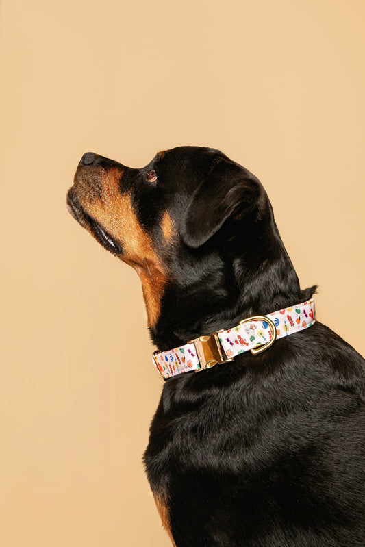 Dolce Vita Collar - waterproof fabric