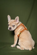 Load image into the gallery viewer, Camel Harness - Biothane
