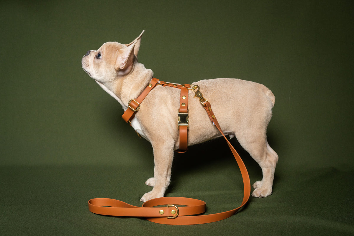Camel Harness - Biothane
