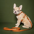 Load image into the gallery viewer, Camel Harness - Biothane
