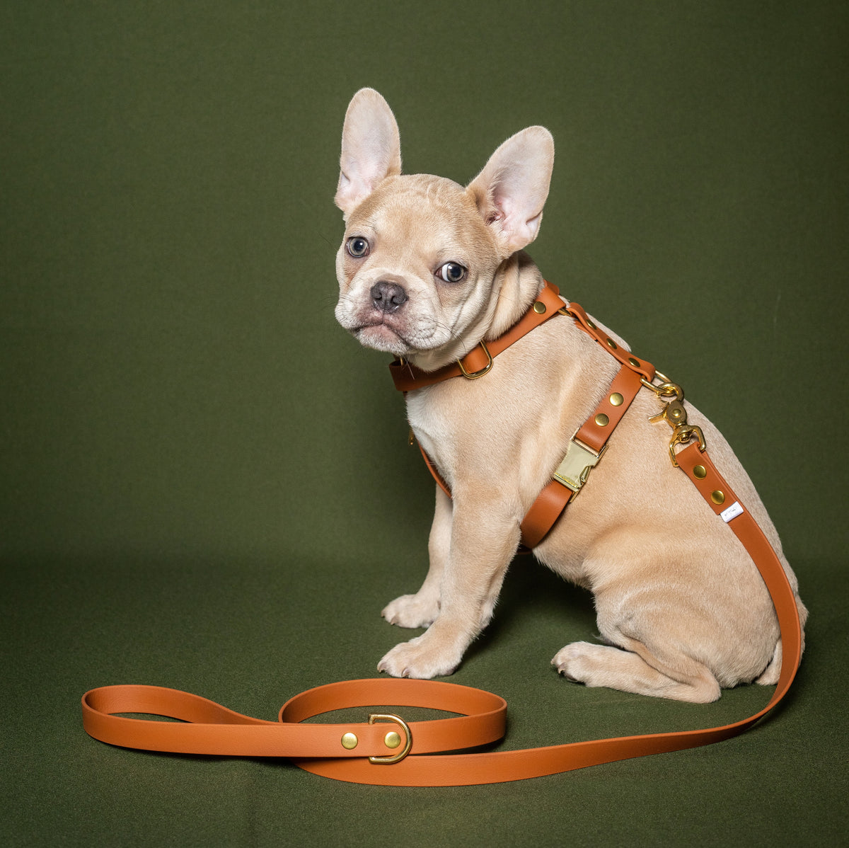 Camel Harness - Biothane