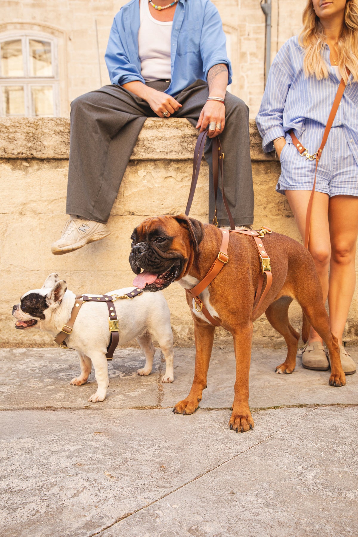 A boxer and a French bulldog in camel Biothane harnesses, in the streets of Avignon